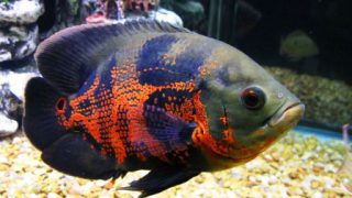 Harga Ikan Predator Oscar