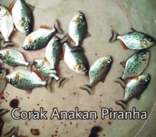 Harga Ikan Predator Piranha Anakan