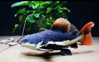 Harga Ikan Predator Red Tailed Catfish