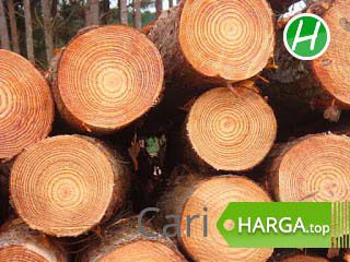 Harga Kayu Pinus