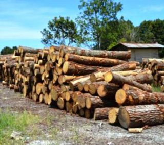 Harga Kayu Pinus Gelondongan