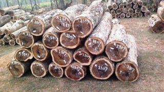 Harga Kayu Sonokeling per batang