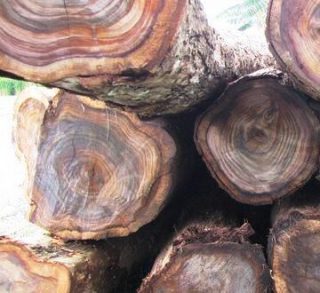 Harga Kayu sonokeling per kubik