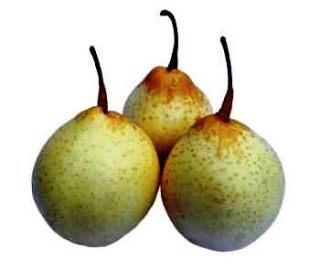 Harga Pear Korea