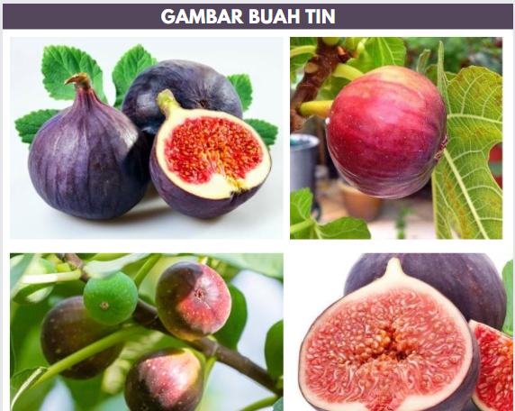 gambar buah tin