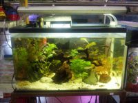 Harga Aquarium Merek Nikita