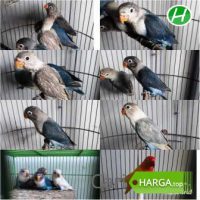 Harga Lovebird Pasio