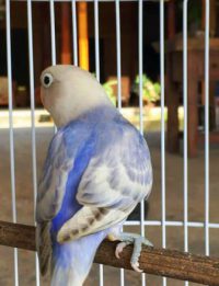 Harga Lovebird Pasvio Anakan