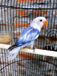 Harga Lovebird Pasvio Sable