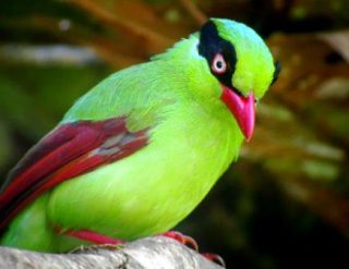 Burung Ekek - Short Tailed Green Magpie