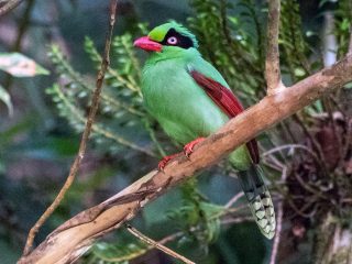 Burung Ekek - Spesies Bornean Green Magpie