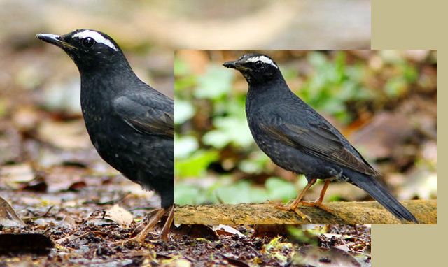 Harga Burung Anis Siberia