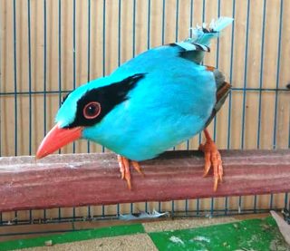 Harga Burung Ekek Biru