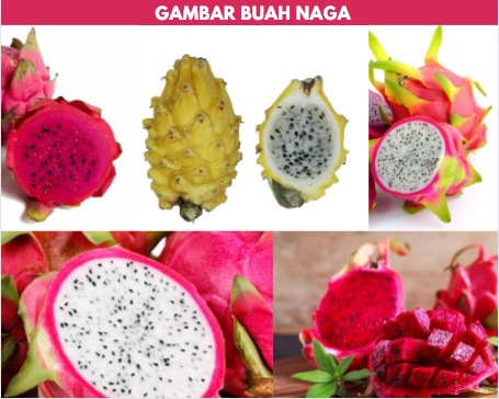 gambar buah naga