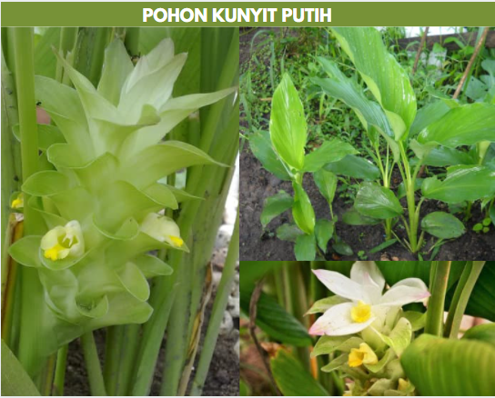 pohon kunyit putih