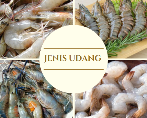 Jenis Udang untuk Masak