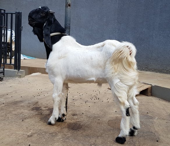 harga kambing etawa hari ini