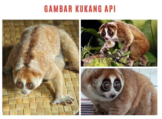 Gambar Kukang Api