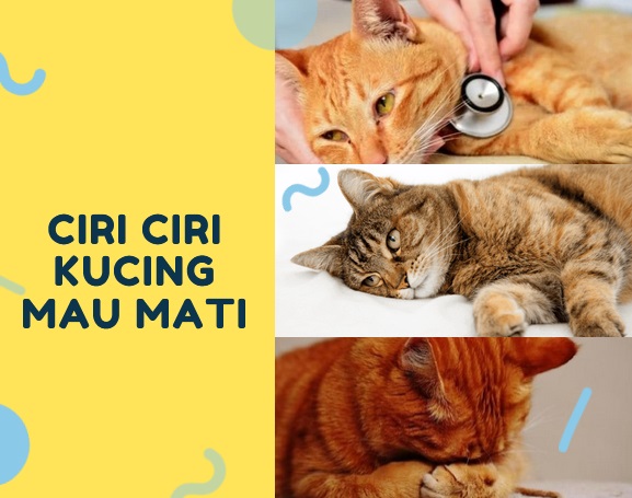 Ciri Ciri Kucing Mau Mati