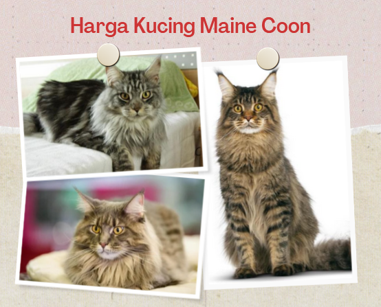 Harga Kucing Maine Coon