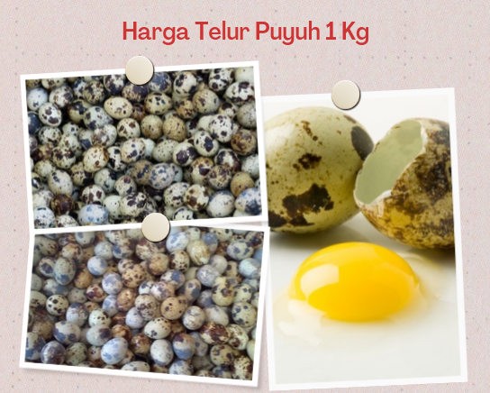 Harga Telur Puyuh 1 Kg