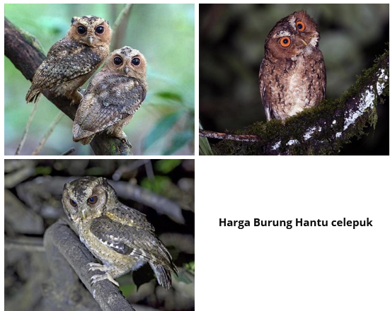 Harga Burung Hantu celepuk