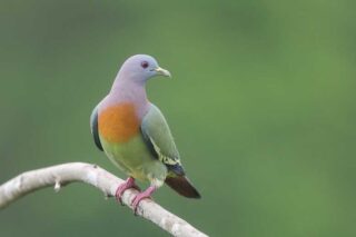 Burung Punai Kecil