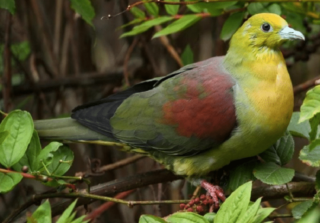 Burung Punai Madu